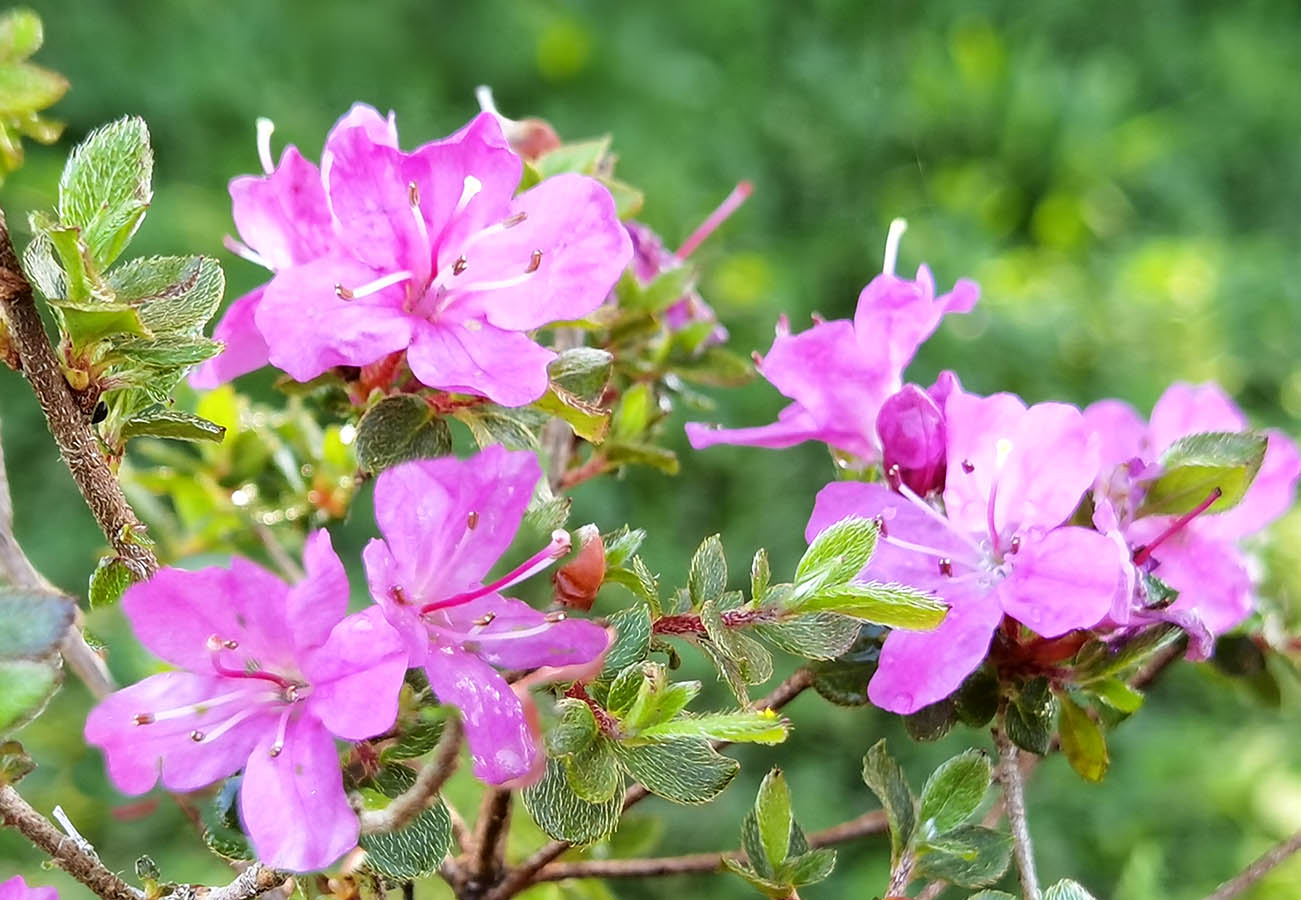 Rhododendron kiusianum var alpinum 2